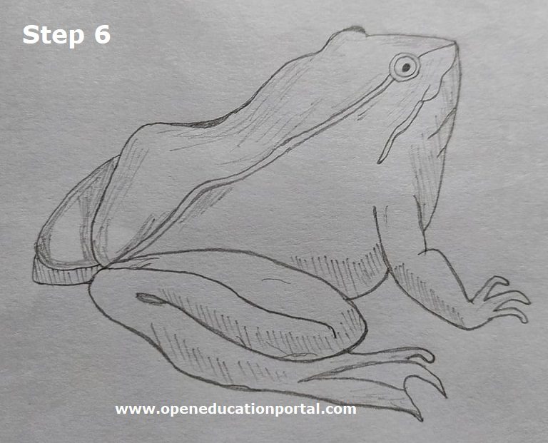 How to Draw a Frog - Drawing Blog