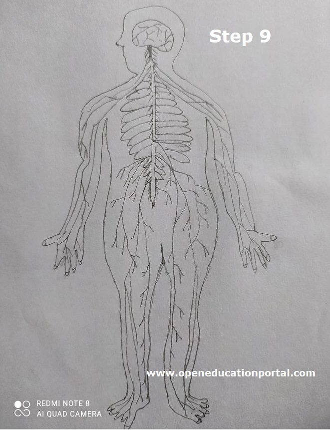 How To Draw Nervous System Stepbystep Easy Guide